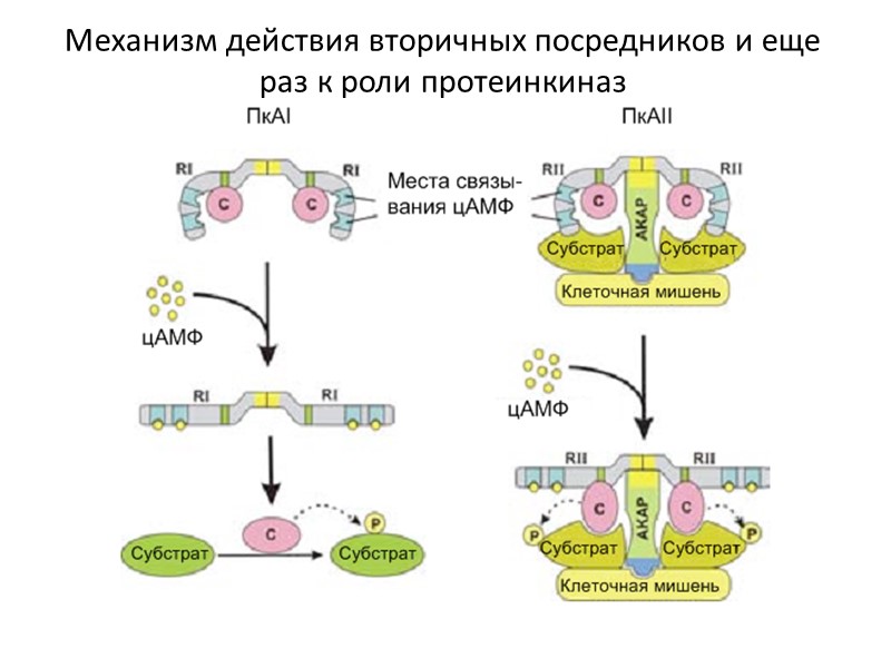Механизм действия вторичных посредников и еще раз к роли протеинкиназ